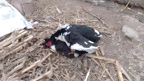 Muscovy Ducks Mating Stock-Footage 267028594