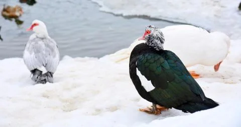 Muscovy ducks Stockfoto's