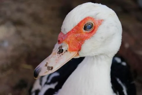 Muscovy ducks Stock Photos