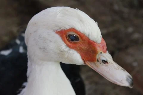 Muscovy ducks 스톡 사진