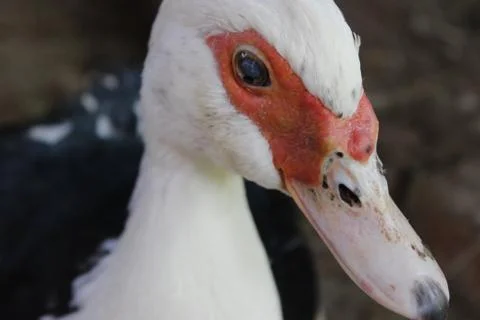 Muscovy ducks Stock Photos