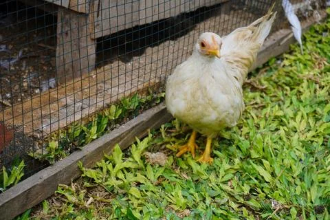 Muscovy ducks Stock Photos