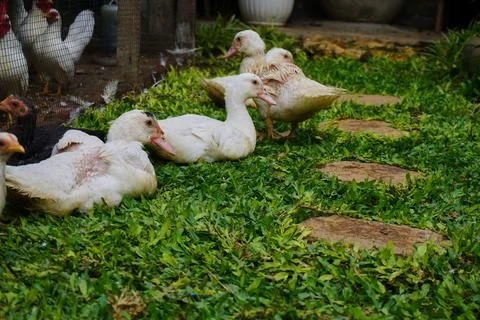 Muscovy ducks Stock Photos