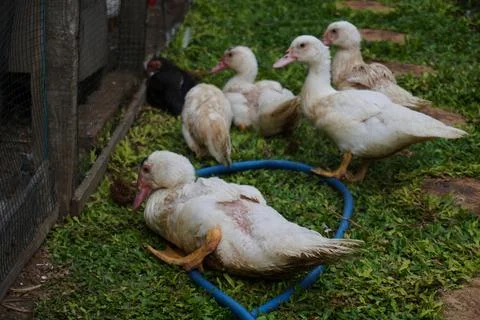 Muscovy ducks Stock Photos