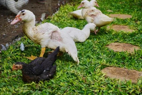 Muscovy ducks Stock Photos