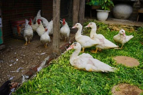 Muscovy ducks Stock Photos
