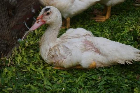 Muscovy ducks Stock Photos