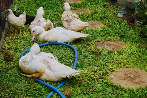 Muscovy ducks Stock Photos