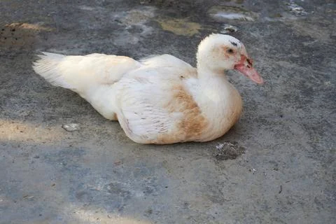 Muscovy ducks Stock Photos