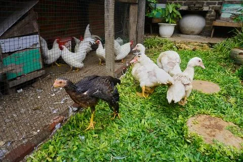 Muscovy ducks Stock Photos