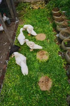 Muscovy ducks Stock Photos