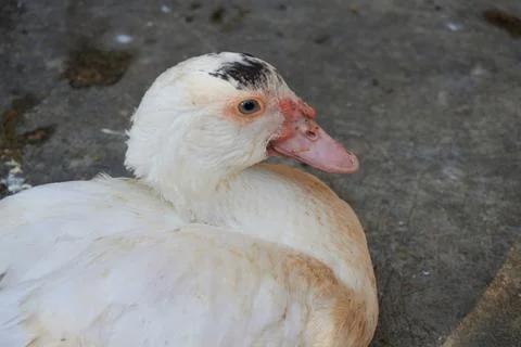 Muscovy ducks Stock Photos