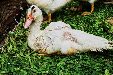 Muscovy ducks Stock Photos