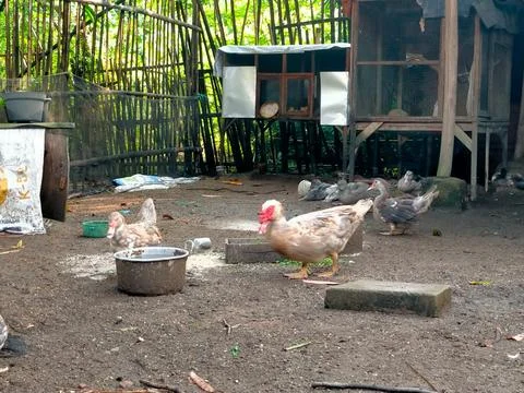 Muscovy ducks 스톡 사진