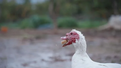 A Muscovy ducks with a red lumpy head tries to swallow a piece of bread, and lea Stock Footage 233871623