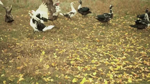 Muscovy ducks run and flap their wings. funny ducks and autumn yellow leaves. Stock Footage 220666653