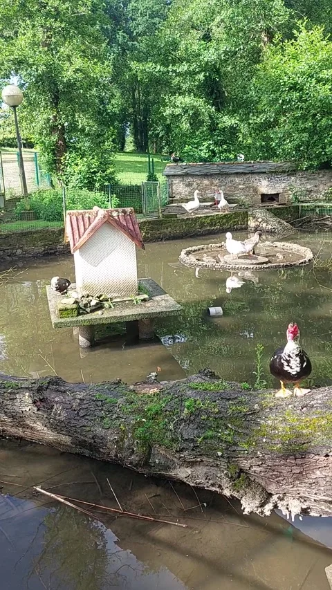 Muscovy ducks swimming in a river current vertical overhead shot 스톡 동영상 337746848