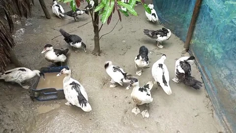 Muscovy ducks walking and drinking water in muddy farm yard Stock Footage 318693090
