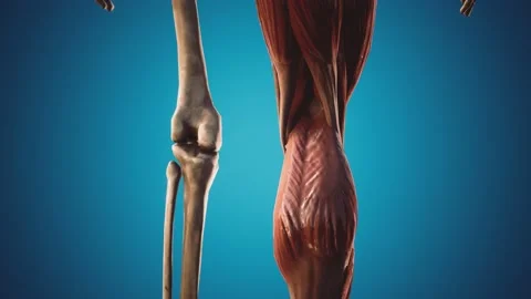 Muscular and skeletal system of human body Stock-Footage 130652852
