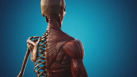 Muscular and skeletal system of human body Vídeos de archivo 131611190