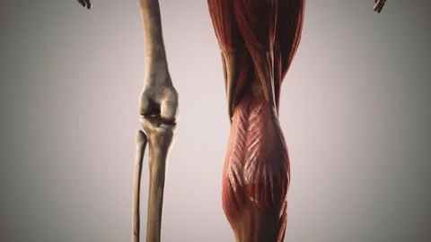 Muscular and skeletal system of human body Stock Footage 133804034