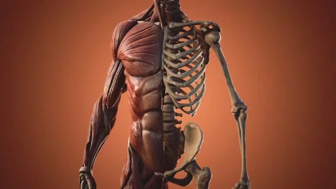 Muscular and skeletal system of human body Stock Footage 135865497