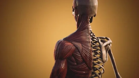 Muscular and skeletal system of human body 動画素材 138200695