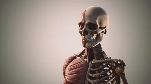 Muscular and skeletal system of human body Stock Footage 138200898