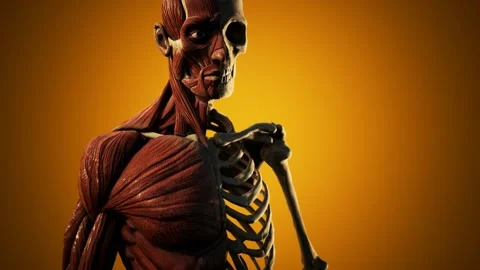 Muscular and skeletal system of human body Vidéo 138201154