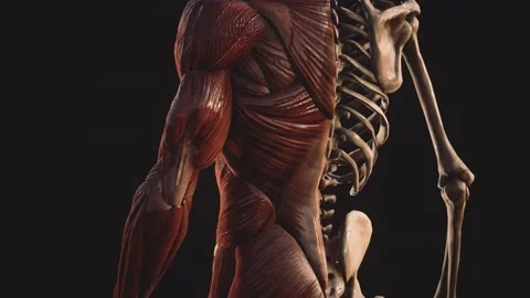 Muscular and skeletal system of human body Stock Footage 139814463