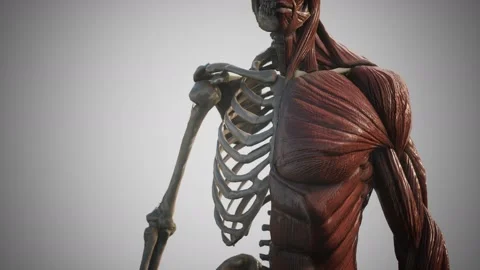 Muscular and skeletal system of human body Stock Footage 139815334