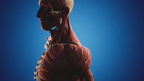 Human Muscular Body Stock Videos – Royalty-Free HD & 4K Videos | Page 3