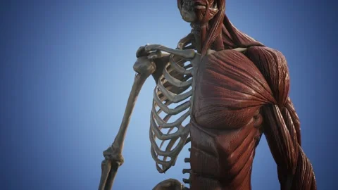 Muscular and skeletal system of human body Stock Footage 140636174
