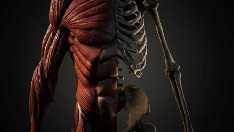 Muscular and skeletal system of human body Stock Footage 140636467