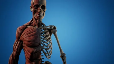 Muscular and skeletal system of human body Stock Footage 141027577