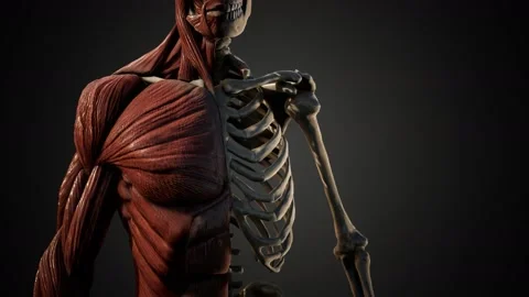 Muscular and skeletal system of human body Stock Footage 141647764