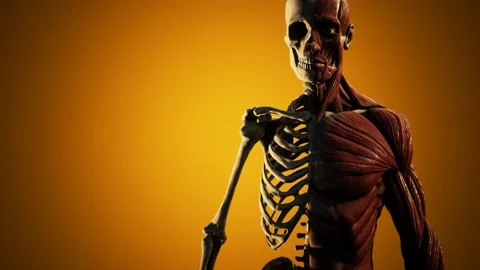 Muscular and skeletal system of human body Stock Footage 141647866