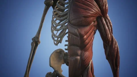 Muscular and skeletal system of human body Stock Footage 142550866