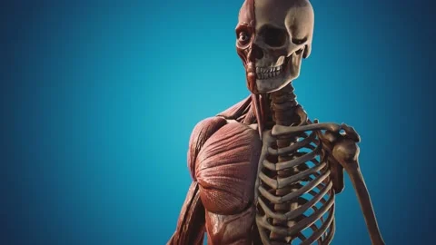 Muscular and skeletal system of human body Stock Footage 142717570