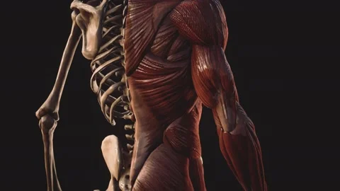 Muscular and skeletal system of human body Stock Footage 142717649