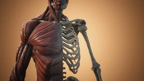 Muscular and skeletal system of human body Stock Footage 142717976