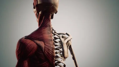 Muscular and skeletal system of human body Vídeos de archivo 142995653