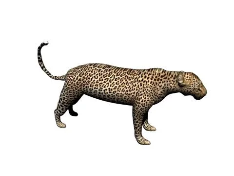 Muscular leopard in the steppe Stock Illustration