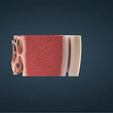 Muscular portion of the heart located in between the epicardium and the end.. Stock Illustration