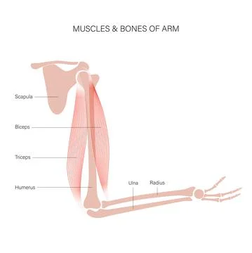Muscular system arms Illustrazione stock
