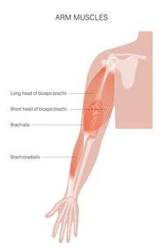 Muscular system arms Stock Illustration