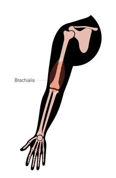 Muscular system arms Stock Illustration