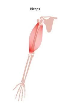 Muscular system arms Stock Illustration