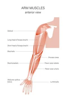 Muscular system arms Stock Illustration