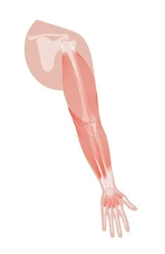 Muscular system arms Illustrazione stock